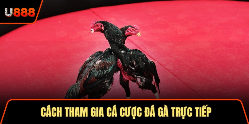 Cách tham gia cá cược đá gà trực tiếp